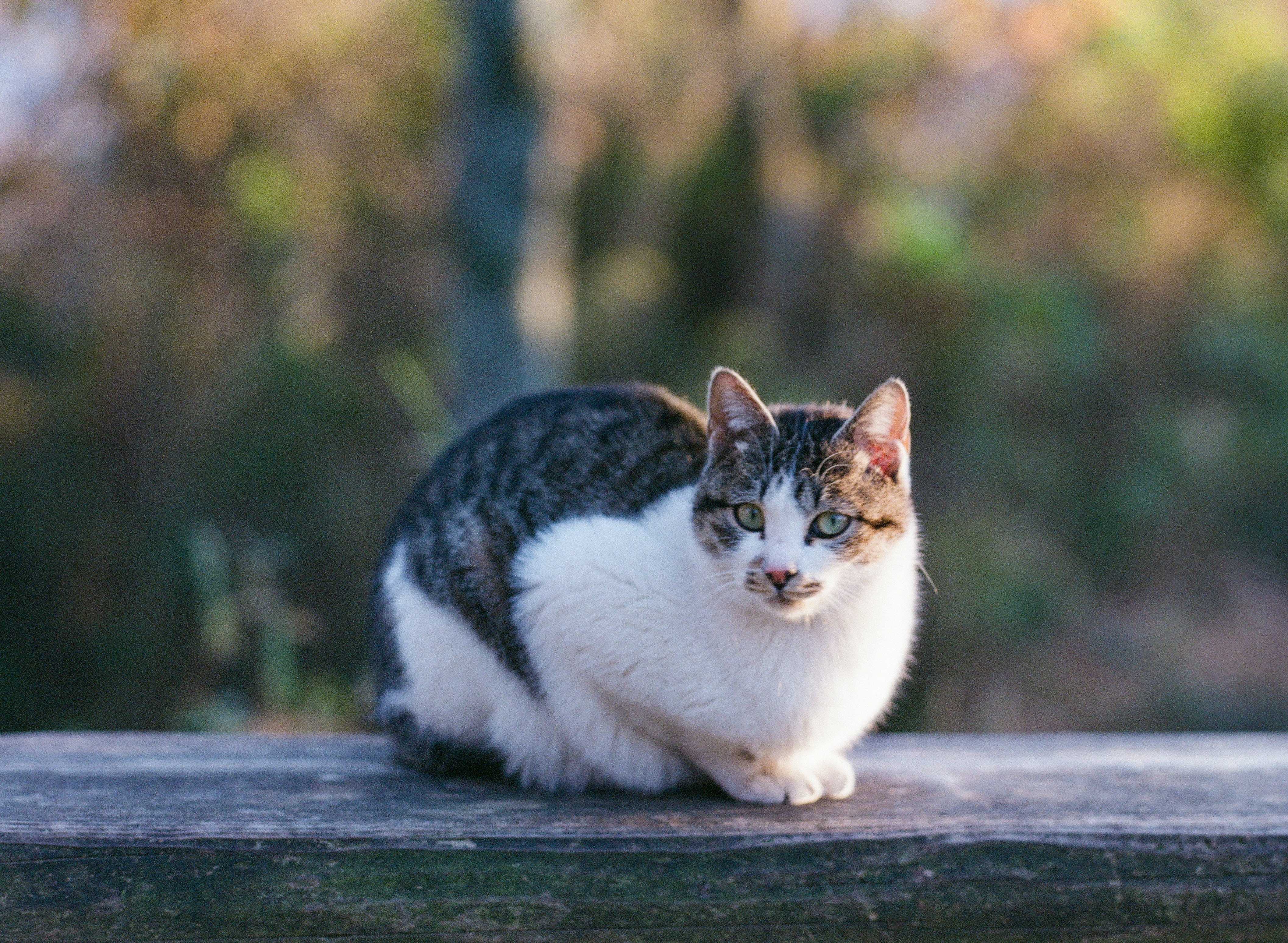 white and black cat on black wooden table